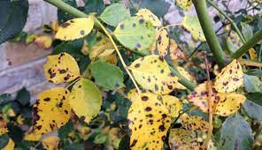 A problem for the casual gardener is that the spots of various diseases. Prevent Black Spot On Your Roses Hobby Farms