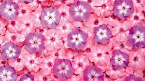 Here is a vector of abstract colorful flower background, includes a eps file, scalable illustrator format. Pink Flower Wallpaper Backgrounds Wallpaper Cave