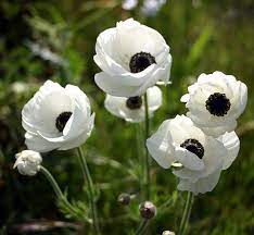 Usmar04 Anemone Flower Flowers White Flowers