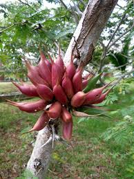 Image result for Acacia cornigera