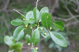 Image result for Pleurostylia