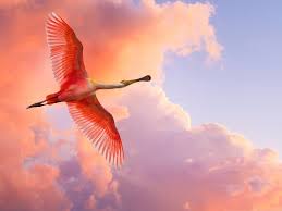 Beautiful Birds In Flight Images Beautiful Flying Bird Red Stretched Wings Big And Perfect Body The Best Decoration 1600x1200 Free Wallpaper Down Birds Flying Beautiful Birds Bird Wallpaper
