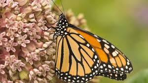 The monarch butterfly or simply monarch (danaus plexippus) is a milkweed butterfly (subfamily danainae) in the family nymphalidae. Center For Food Safety Press Releases After 90 Percent Decline Federal Protection Sought For Monarch Butterfly