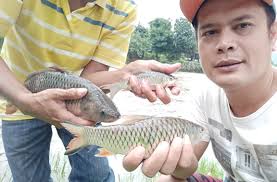 Apabila mengalami mimpi melihat banyak ikan cupang mati, sesungguhnya ini pertanda kurang baik. Ribuan Ikan Mati Akibat Limbah Radarbandung Id