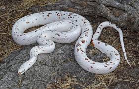 How To Choose And Care For A Corn Snake