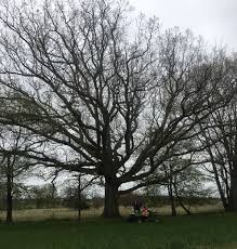 Thickest, tallest, oldest in michigan. Whmi 93 5 Local News One Month Left To Find Biggest Tree In Each Michigan County