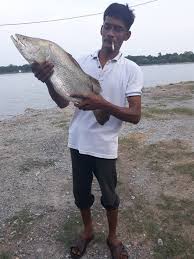 Penang Kini Penangan Kolam Pancing Rizqeen Batu Kawan Facebook