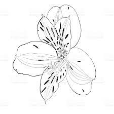 Beautiful Monochrome Black And White Alstroemeria Flower Isolated In 2021 Lilies Drawing White Tattoo Flower Drawing