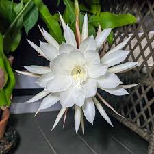 Image result for Oxypetalum