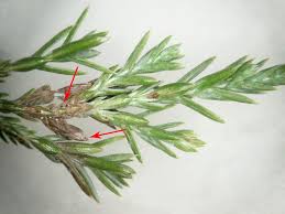 Image result for kabatina thujae