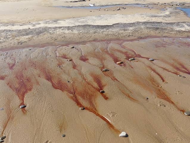 Blood” oozing from beach at Whiteford – Jessica's Nature Blog