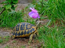 Image result for Hermannia eenii