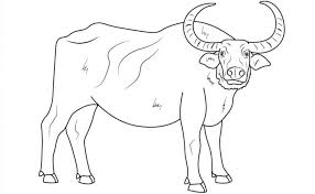 How to Draw a Water Buffalo Step by Step
