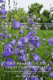 Image result for Campanulaceae