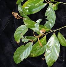 Image result for Brazzeia longipedicellata