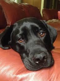 Henry Our Friend S Lab Love Him Labradorretriever Black Labs Dogs Lab Dogs Black Lab Puppies
