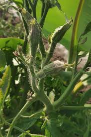Leaves stop growing and curl downward; Identify And Prevent Tomato Big Bud Disease Gardener S Path