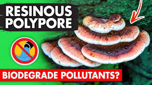 Image result for Ischnoderma resinosum