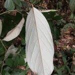 Image result for Afrostyrax lepidophyllus