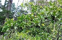 Image result for Canthium oligocarpum