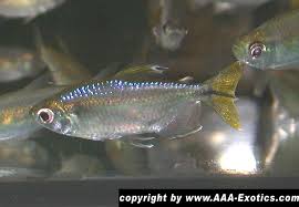 Hemigrammopetersius Caudalis In 2020 Tropical Fish Fish Pet Fish