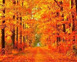 Fall Pictures Fall Wallpaper Autumn Trees