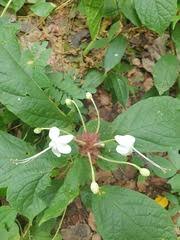Image result for Clerodendrum tricholobum