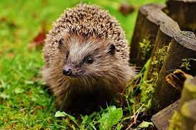 der kleine igel und der garten elkes kindergeschichten im sommer igel im garten igel ausgestopftes tier