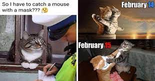 Without any doubts, memes are the best way to wish. Hot Cat Memes Just In Time For Caturday Mimicnews