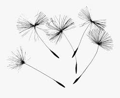 Download Dandelions Svg Free Transparent Clipart Clipartkey