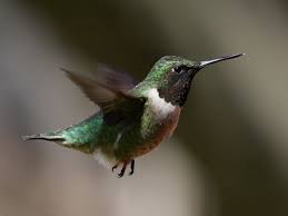 Hummingbirds are a marvel in flight: Facts Hummingbird Characteristics