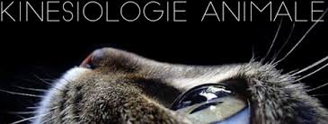 Nos vétérinaires & homéopathe