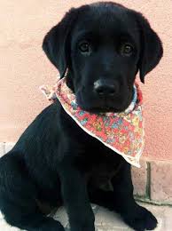 All Black Bernese Mountain Dog 21 Captivating Pictures Of Adorable Puppies Bernese Mountain Dog Puppy Video Labrador Retriever Cute Puppies Labrador