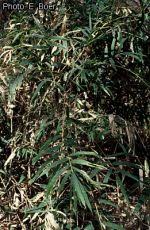 Image result for Oxytenanthera abyssinica