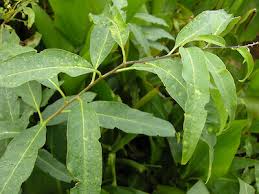Image result for Cestrum parqui