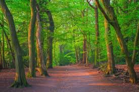 London Is The World S Largest Urban Forest And Its Trees Are The Perfect Escape In 2020 Urban Forest Ancient Forest Epping Forest