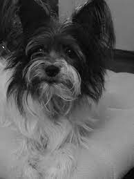 Halo animal rescue main shelter. Halo Animal Rescue 66 Photos 110 Reviews Animal Shelters 3227 East Bell Rd Phoenix Az Phone Number Yelp