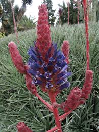 Image result for Pycnostachys coerulea