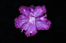Are these plants best indoors or outdoors, and. How To Grow African Violets Diy