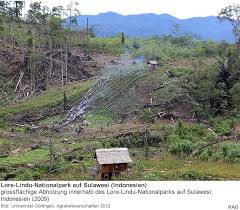 Sakoma, kai, vaiką juokinant, kutenant, kišama ranka į jo pažastį: Raonline Edu Tropischer Regenwald Waldzerstorung Illegale Zerstorungen Im Indonesischen Lore Lindu Nationalpark Auf Sulawesi Hohe Biodiversitatsverluste Sogar In Geschutzten Tropischen Waldern
