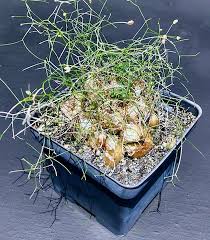 Image result for Schizobasis intricata