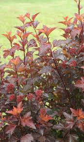 Ginger wine ninebark companion plants. Ginger Wine Ninebark Physocarpus Opulifolius Garden Shrubs Red Shrubs Garden Shrubs Evergreen