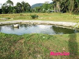Strike siakap kolam teknik pelampung kolam mancing air masin semenyih | kompilasi. Mamajue Story