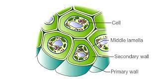 Cell walls however are a different story. Cell Wall Definition Cell Wall Function Cell Wall Layers