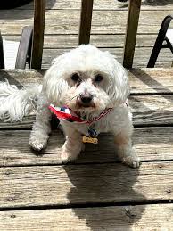 Hi everyone ! My dog is having some skin issues. He's 13 and our vet told  us not to worry I am starting to get more concerned. ￼can anyone recommend  a holistic