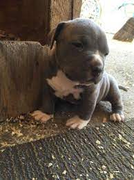 Xl blue nose pitbull puppies $975 (orc > san diego) pic hide this posting restore restore this posting. Pitbull Merle Pets And Animals For Sale San Diego Ca