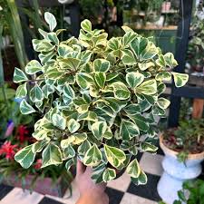 Image result for Ficus triangularis