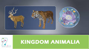 Nov 28, 2019 · the highest ranking previously used had been kingdom, based on the five kingdom system adopted in the late 1960s. Kingdom Animalia Youtube