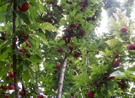 In the environment many different plants, trees, and vegetables are growing around. Fruit Tree Wikipedia