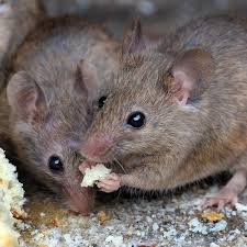Do it yourself pest control provides rodent and insect removal supplies and equipment throughout albuquerque and the surrounding areas. Do It Yourself Diy Pest Control Products